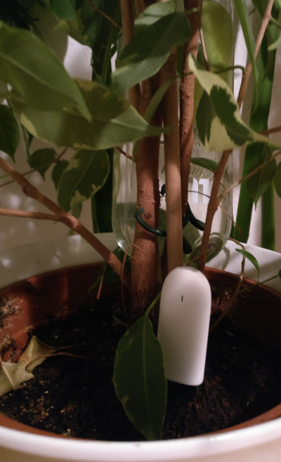 Der Xiaomi Flower Care Smart Sensor in meiner Zimmerpflanze